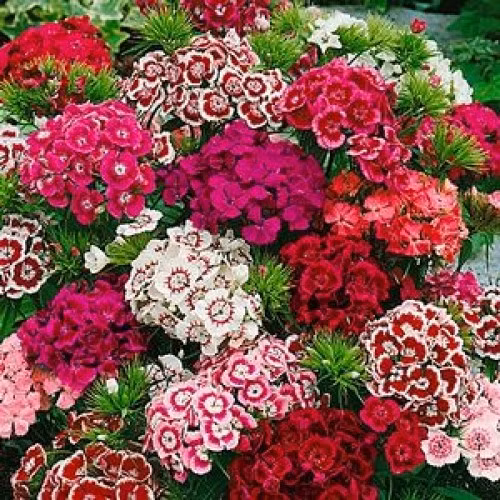 Màu sắc may mắn nhất đối với người tuổi Mùi: nâu, đỏ và tím. Loài hoa may mắn nhất đối với người tuổi Mùi: hoa cẩm chướng, hoa anh thảo.