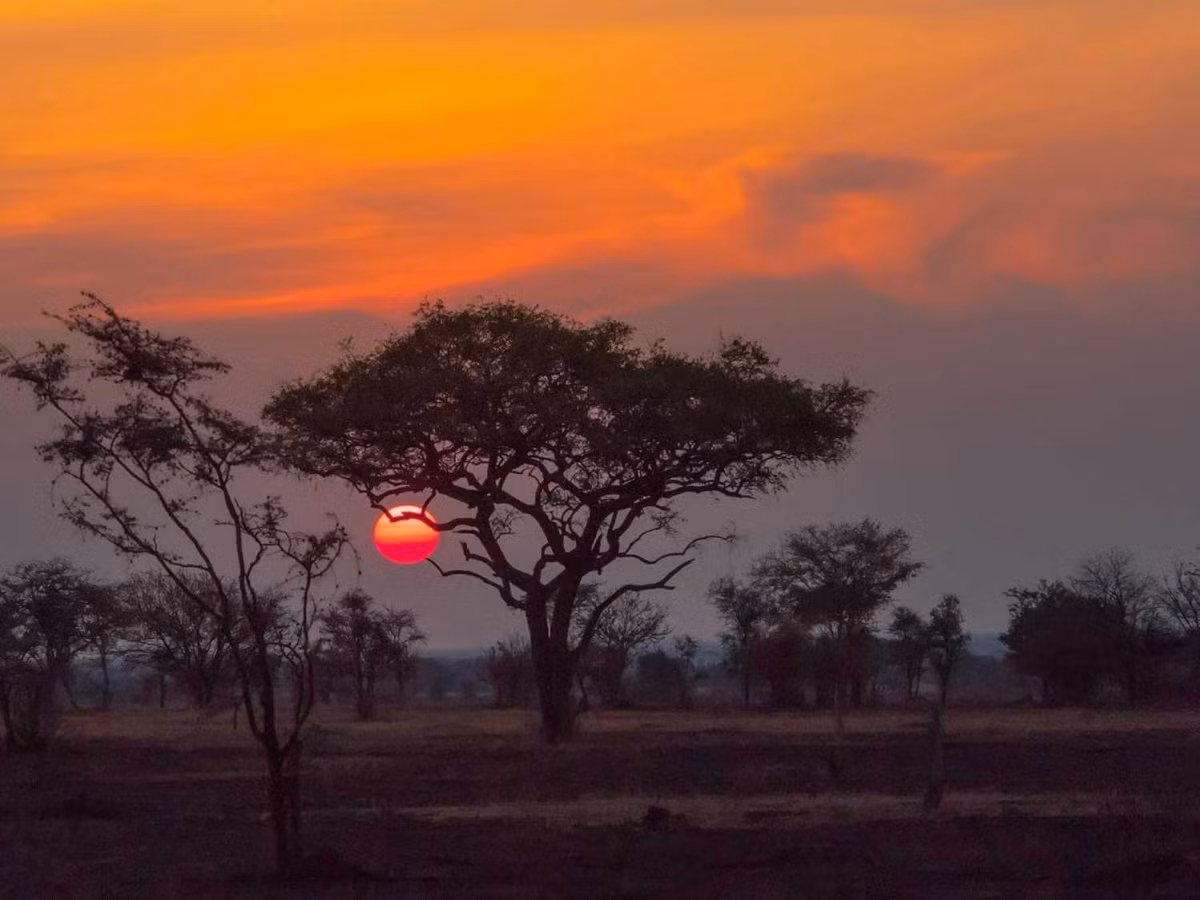 Bộ phim "Vua sư tử" (The Lion King) phần lớn dựa trên đồng bằng Serengeti có thật ở Tanzania, châu Phi. Đồng bằng này nổi tiếng với nhiều động vật di cư, đặc biệt là sư tử gây ấn tượng mạnh.