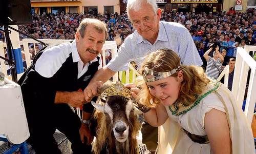 Vào ngày đầu tiên của lễ hội, nữ hoàng sẽ trao vương miện cho chú dê núi để con vật này chính thức trở thành vua cai quản "đất nước". Vua dê thường được đặt tại vị trí cao để có thể dõi theo các "thần dân" ở phía dưới. Trong những ngày lễ hội, vua dê được người dân cho ăn những thức ăn tươi ngon.