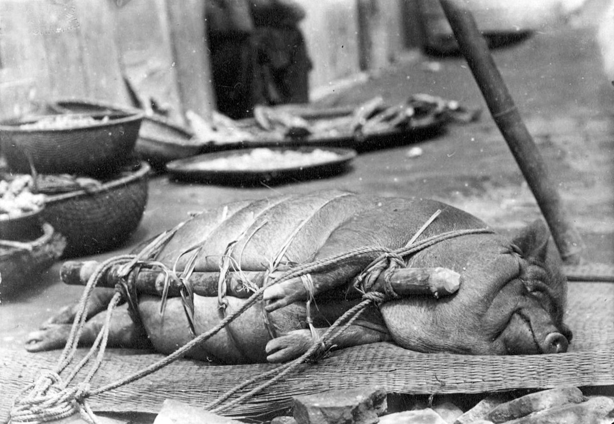 Con lợn ỉ được "đóng gói" bằng cọc gỗ, dây thừng để bày bán ở một khu chợ Hải Phòng.