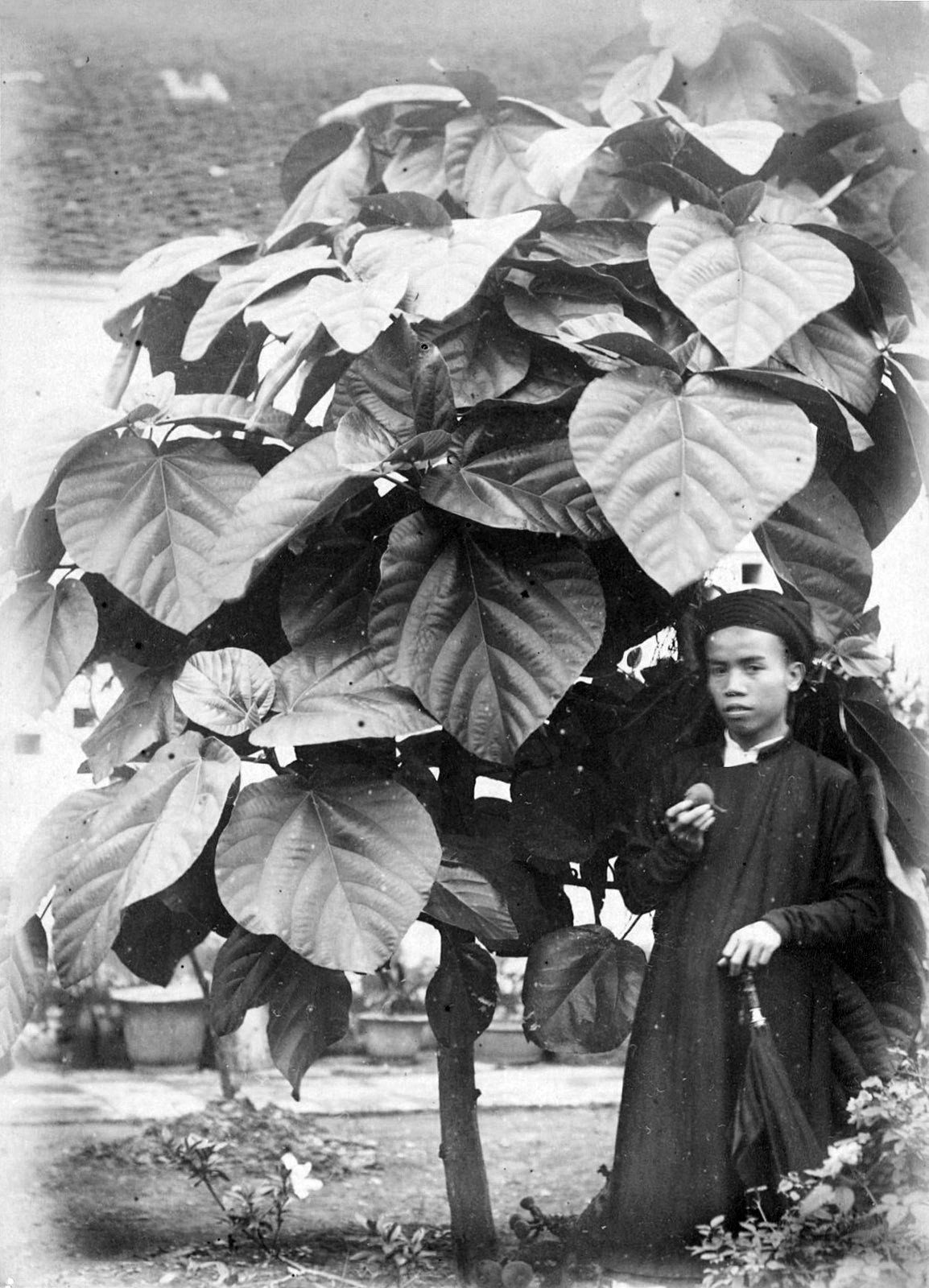 Người thanh niên người Việt đứng dưới tán cây vả, tay cầm một quả vả, trong vườn Tòa trú sứ Hà Nội.