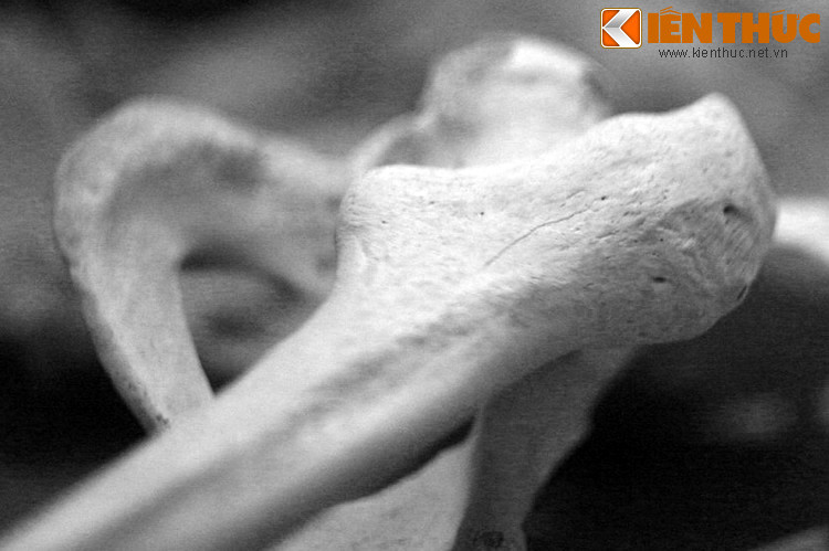 Trong quá trình dồn dân, lập trại suốt hai năm 1959-1960, hàng loạt vụ giết người quy mô lớn đã diễn ra, khiến hàng ngàn người được cho là thân Việt Minh bị sát hại.