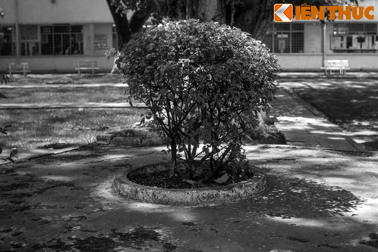 Sau khi trường được xây xong, các lãnh đạo trường cho rằng việc tồn tại một ngôi mộ giữa cơ sở giáo dục là điều khó chấp nhận được. Kế hoạch di dời mộ lại được khởi động. Lần này, việc cúng kiếng được tiến hành kỹ lưỡng hơn, có cả thầy cúng lên đồng hỏi ý kiến vong hồn người dưới mộ...