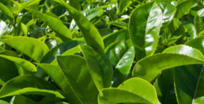 Ví dụ, chè xanh là nước uống khá thông dụng, ở nhiều vùng quê người ta dùng nước chè xanh uống thay nước hàng ngày, thậm chí uống rất đặc. Tuy nhiên, không phải ai cũng uống được như vậy. Ảnh Internet.