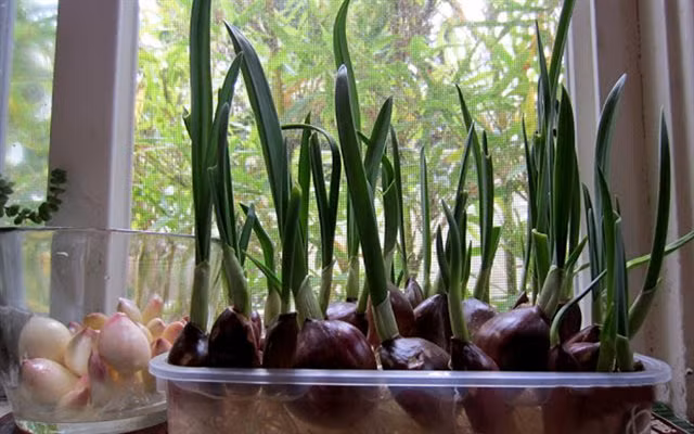 Ngoài ra, trong trường hợp hành tỏi bị mọc mầm, bạn cũng không nên vứt bỏ rất lãng phí, bạn có thể trồng hành, tỏi đã mọc mầm tại nhà trong chai nhựa, hộp xốp vừa có nguồn gia vị tươi ngon, vừa làm đẹp cho nhà, bếp.