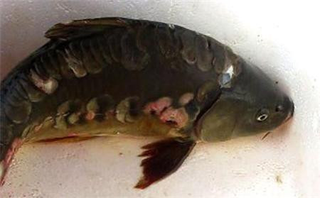 Những lần cá lạ như 'quái vật' xuất hiện tại Việt Nam - Hình 3 Nhung lan ca la nhu