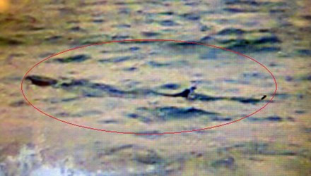 Những lần cá lạ như 'quái vật' xuất hiện tại Việt Nam Nhung lan ca la nhu