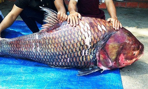 Bắt được cặp đôi cá hô khổng lồ cực đắt giá Bat duoc cap doi ca ho khong lo cuc dat gia