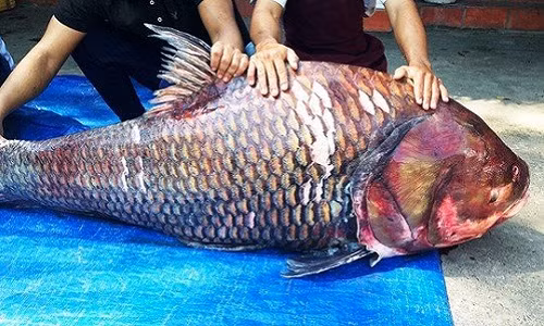 Bắt được cặp đôi cá hô khổng lồ cực đắt giá Bat duoc cap doi ca ho khong lo cuc dat gia