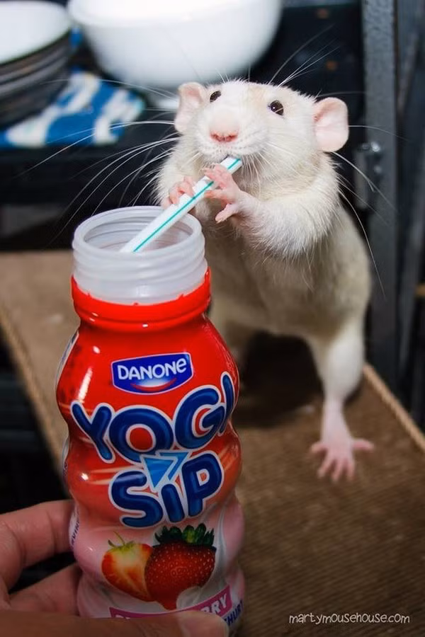 Khoảnh khắc đáng yêu vô cùng của chuột bạch.