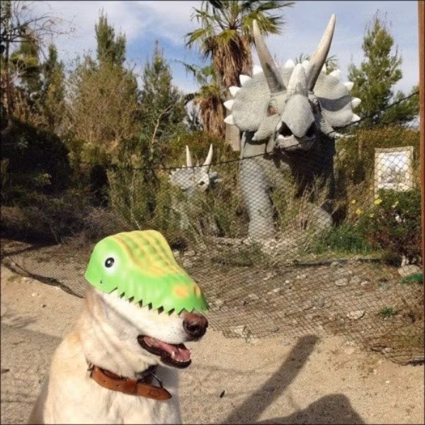 Phải chăng là quái vật mới? Thì ra nó chỉ là một con chó đội mặt nạ cá sấu đòi bắt nạt những kẻ yếu tim.