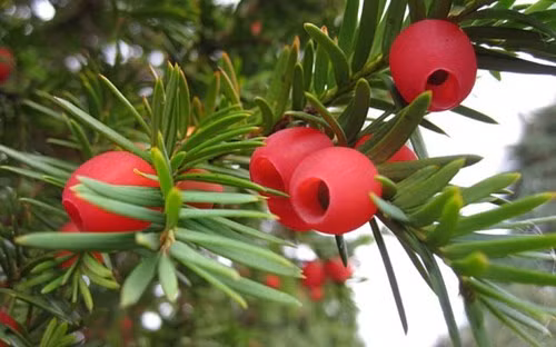 Ky quai cay co thu nghin tuoi co the tu chuyen gioi-Hinh-2