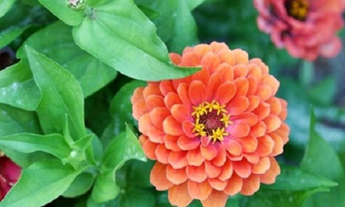 NASA trong hoa cuc ngu sac trong vu tru