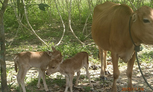 Ky la bo sinh doi be con o Quang Tri