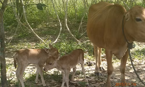 Ky la bo sinh doi be con o Quang Tri