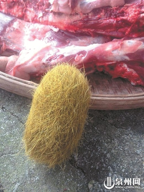 Phat hien trung la gia 21 ti trong bung lon gay soc-Hinh-2