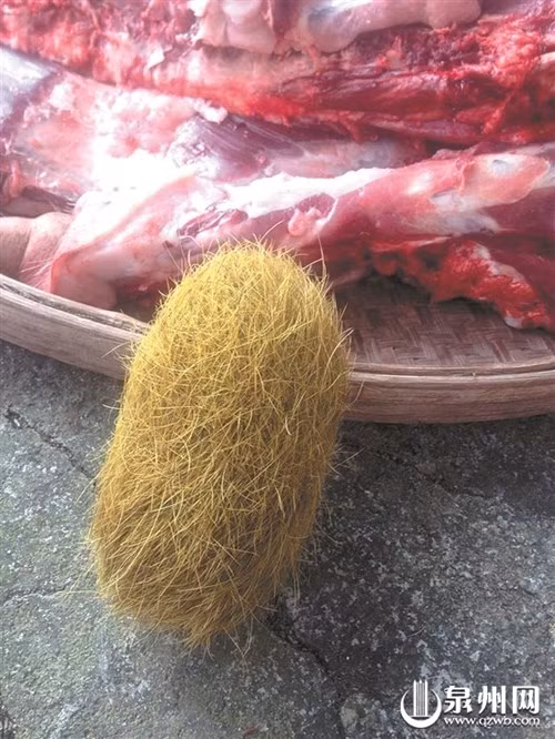 Phát hiện trứng lạ giá 21 tỉ trong bụng lợn gây sốc - Hình 2 Phat hien trung la gia 21 ti trong bung lon gay soc-Hinh-2