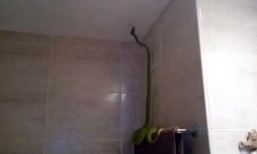 Hai hung tran xanh dai 2m dot nhap phong tam