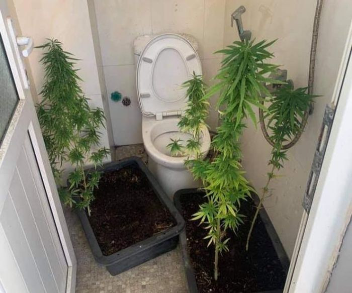  Người đàn ông ngoại quốc trồng cần sa trên tầng thượng: Ngày 29/9, Công an phường Mỹ An, quận Ngũ Hành Sơn, TP Đà Nẵng cho biết, vừa kiểm tra hành chính căn nhà tại tổ 72 phường Mỹ An do ông W.D.R (SN 1962, quốc tịch Úc) làm chủ. Quá trình kiểm tra, phát hiện căn nhà có trồng 4 cây cần sa, có chiều cao trung bình gần 1m. 