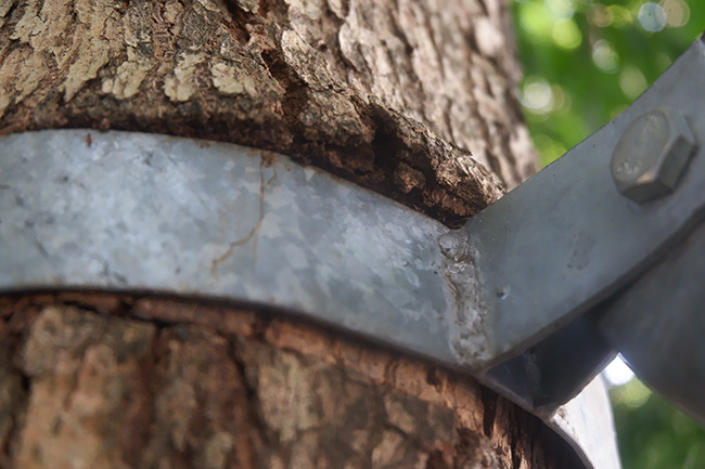 Do cây sinh trưởng nhanh nên các vòng sắt ôm lấy thân cây "ăn" vào thân, in hằn vết sâu.