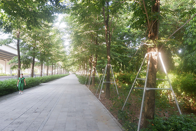 Hàng cây xanh dọc đường Phạm Văn Đồng sau 4 năm được trồng thay thế hàng cây xà cừ... giờ đã xanh ngát, phủ bóng mát. 