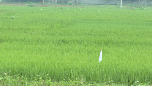 Ky an xac chet co 3 vet thung tren ma va sat nhan giau mat (Ky 1)