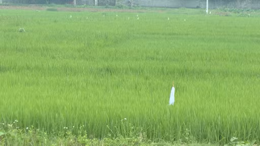 Ky an xac chet co 3 vet thung tren ma va sat nhan giau mat (Ky 1)