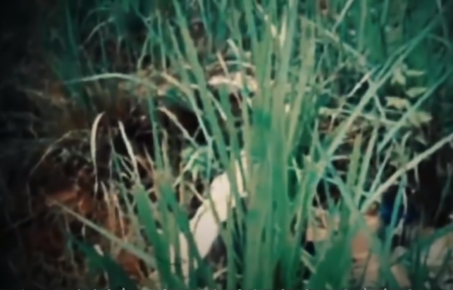 Được người dân dẫn dắt đến nhà ông thầy Hai Tưng, bà con phát hoảng khi thấy phía sau nhà, mé bờ kinh Cả Gừa (ấp Hạ, xã Tân Bình) có một đám đất nhú lên bốc mùi hôi thối. Khu đất trên chỉ cách nhà thầy Tưng khoảng chừng 500 mét. Sinh nghi, người dân tổ chức đào bới thì phát hiện một thi thể mất đầu nhú lên. Mọi người kinh hãi và trính báo sự việc lên Công an địa phương. (Ảnh: ANTV)