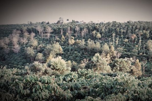 Thông tin, chứng cứ thu thập được tại hiện trường quá ít ỏi, nơi phát hiện thi thể nạn nhân lại trong rẫy cà phê um tùm, nằm cách xa khu dân cư. Thời điểm được phát hiện, thi thể nạn nhân đã phân hủy mạnh. Những gì còn lại chỉ là bộ quần áo, chiếc mũ bảo hiểm, túi xách của nạn nhân và bộ xương người không còn nguyên vẹn (do bị động vật tha). (Ảnh: ANTV)