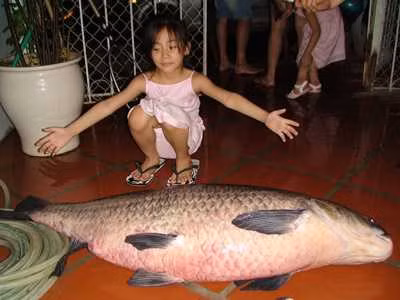 Chuyen gia san thuy quai Ho Tay va lan bat tram den 2,5 ta o Viet Tri