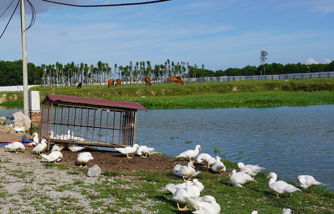 Theo UBND huyện Quảng Xương, tới đây, nếu Công ty TNHH Tập đoàn Sơn Thái Thành không tiến hành thực hiện dự án, huyện sẽ đề nghị tỉnh Thanh Hóa thu hồi dự án.