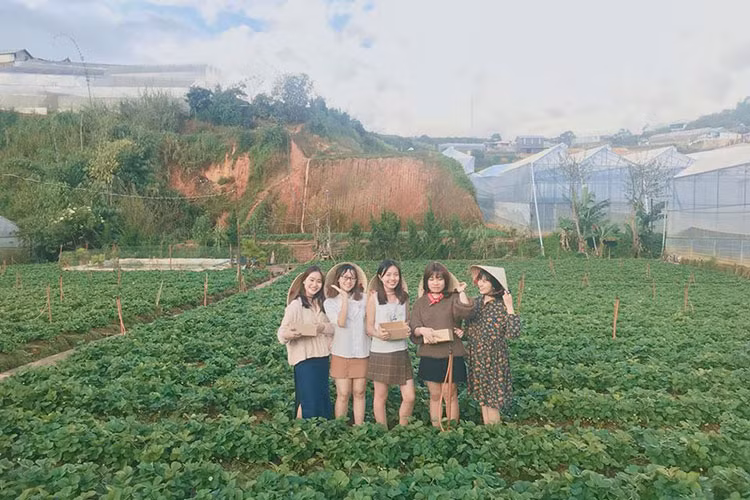 Ngoài ăn và hái dâu tại vườn, bạn còn được thoải mái chụp ảnh theo mô típ “làm vườn” bên những luống dâu lá xanh mượt, quả chín đỏ.