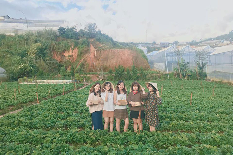 Ngoài ăn và hái dâu tại vườn, bạn còn được thoải mái chụp ảnh theo mô típ “làm vườn” bên những luống dâu lá xanh mượt, quả chín đỏ.