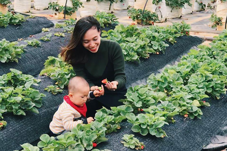 Các em nhỏ thích thú khi được bố mẹ dẫn đến tham quan và trải nghiệm hái những trái dâu chín đỏ.