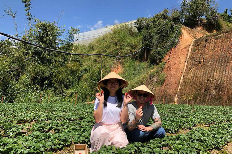 Du khách hào hứng khi được "hóa" thành những người nông dân thu hoạch dâu tây thực thụ.