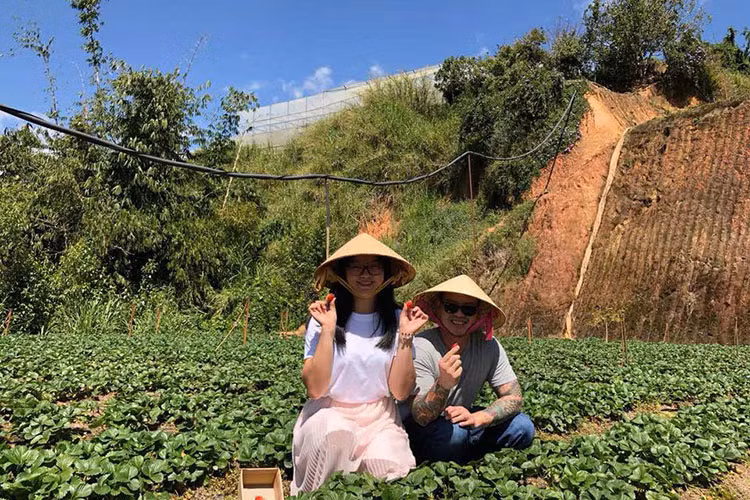 Du khách hào hứng khi được "hóa" thành những người nông dân thu hoạch dâu tây thực thụ.