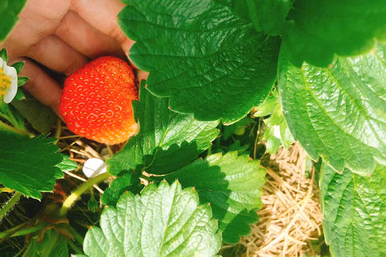 Những quả dâu tây chín mọng quyến rũ trong vườn dâu tây ở Đà Lạt.