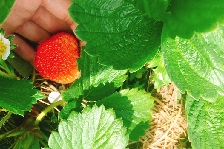 Những quả dâu tây chín mọng quyến rũ trong vườn dâu tây ở Đà Lạt.