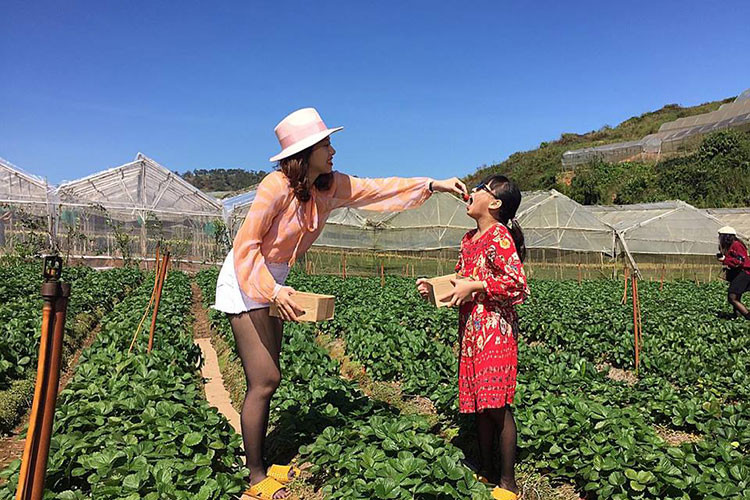 Còn gì tuyệt vời hơn được ăn những trái dâu do chính mình chọn và hái.