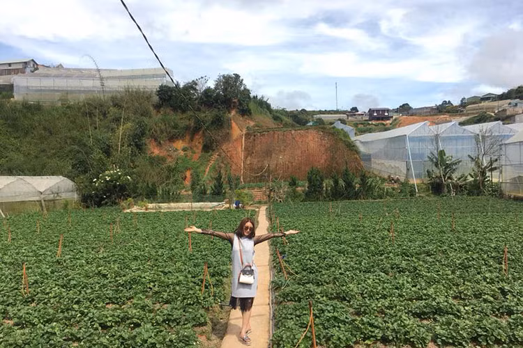 Đến Đà Lạt một trải nghiệm rất thú vị mà bất kỳ khách du lịch nào cũng không thể bỏ qua đó là ghé thăm vườn dâu tây, tham quan và tự tay thu hoạch dâu tươi ngay tại vườn. Hoạt động này đã trở thành một "đặc sản rất riêng" và thu hút với nhiều du khách khi đến thăm thành phố ngàn hoa.