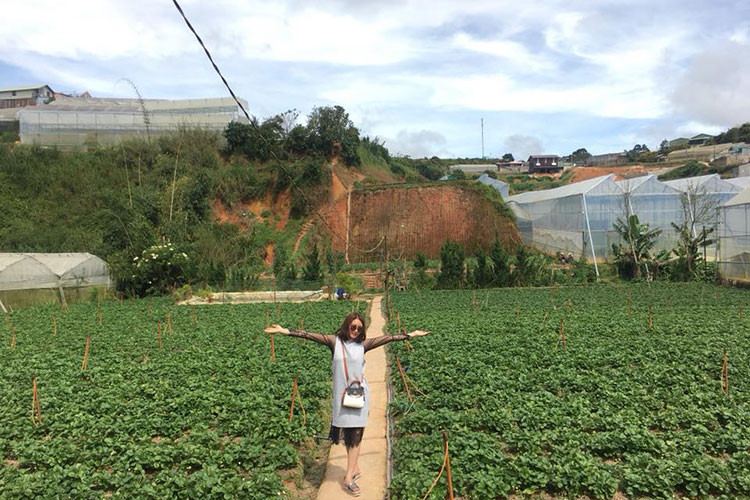 Đến Đà Lạt một trải nghiệm rất thú vị mà bất kỳ khách du lịch nào cũng không thể bỏ qua đó là ghé thăm vườn dâu tây, tham quan và tự tay thu hoạch dâu tươi ngay tại vườn. Hoạt động này đã trở thành một "đặc sản rất riêng" và thu hút với nhiều du khách khi đến thăm thành phố ngàn hoa.