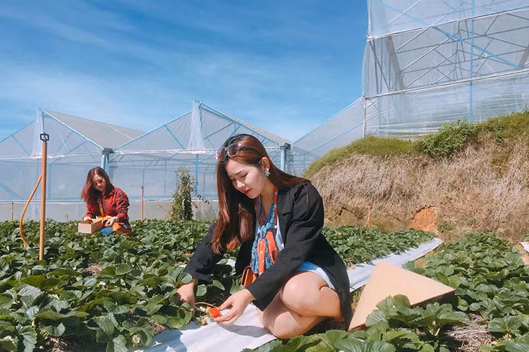 Tới đây, bạn sẽ được chủ vườn nhiệt tình hướng dẫn cách trồng và chăm sóc dâu tây tỉ mỉ, được tự tay chọn những quả dâu chín mọng, khẽ ngắt ra khỏi cuống và đưa lên miệng thưởng thức.