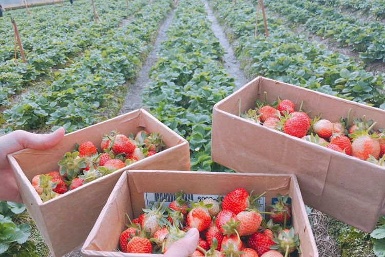 Sau khi hát xong, bạn còn được chọn những quả ngon nhất mang ra cân với giá cả tương đối, không hề cao so với giá thị trường về làm quà cho người thân và gia đình.