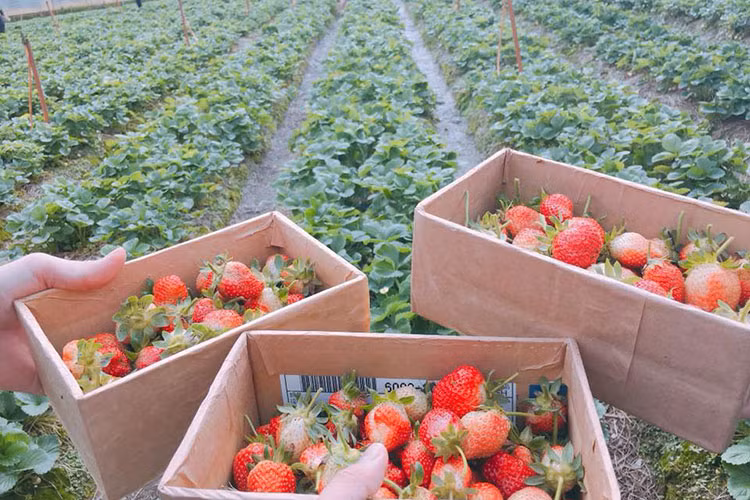 Sau khi hát xong, bạn còn được chọn những quả ngon nhất mang ra cân với giá cả tương đối, không hề cao so với giá thị trường về làm quà cho người thân và gia đình.