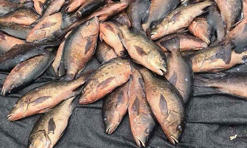 Cá chết sáng 24/4 tại bè nổi kinh doanh thuộc Cảng Vũng Áng. Ảnh: Phương Nam