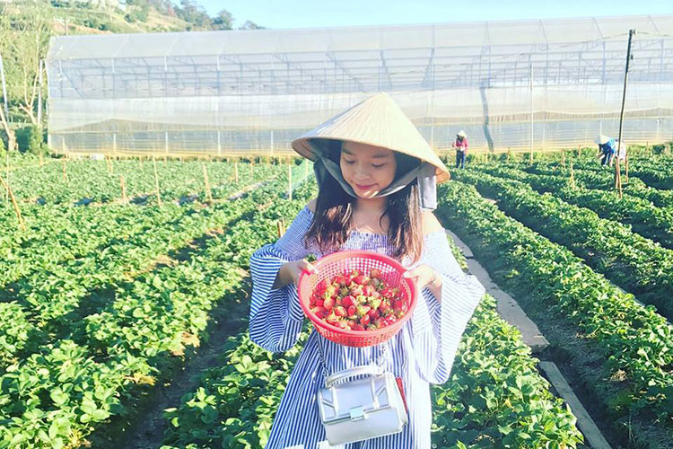 Những vườn dâu cũng là địa điểm check-in lý tưởng cho các bạn trẻ.