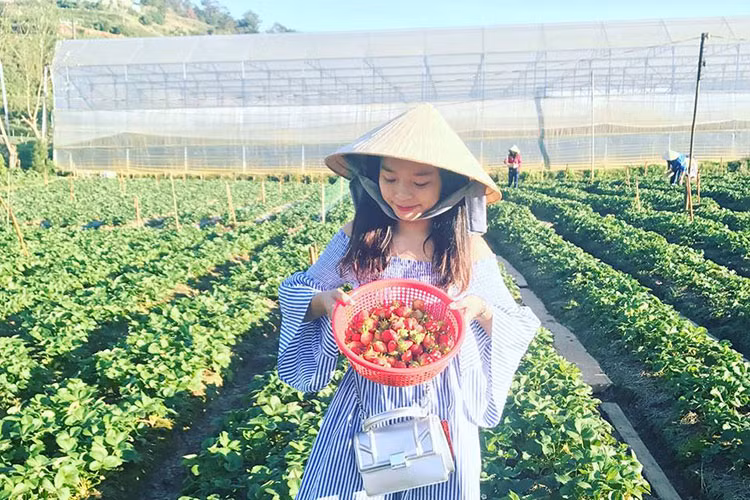 Những vườn dâu cũng là địa điểm check-in lý tưởng cho các bạn trẻ.