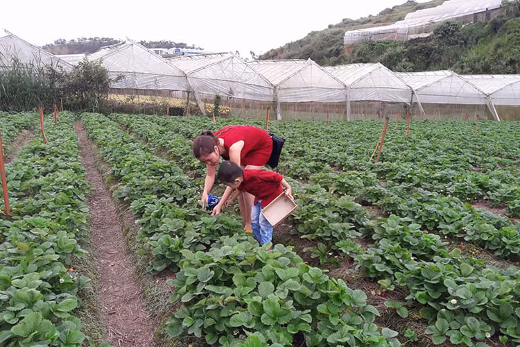 Du khách được vào tham quan vườn dâu miễn phí.