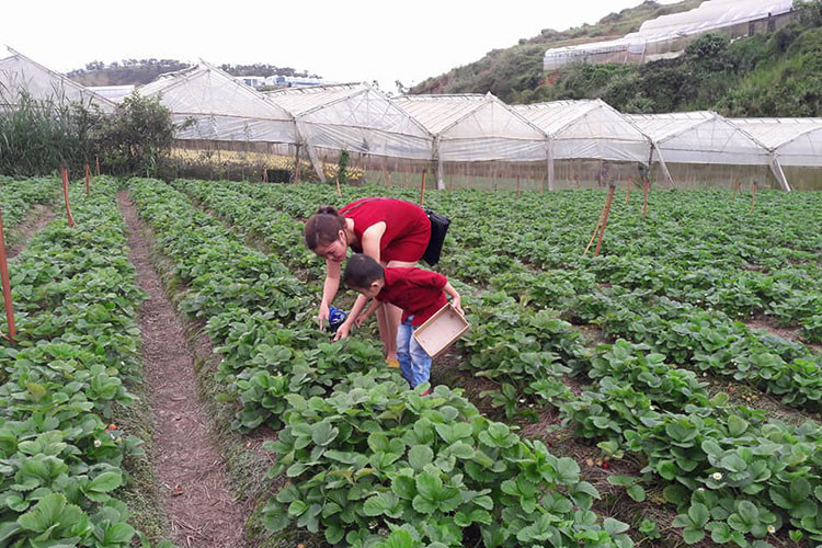 Du khách được vào tham quan vườn dâu miễn phí.