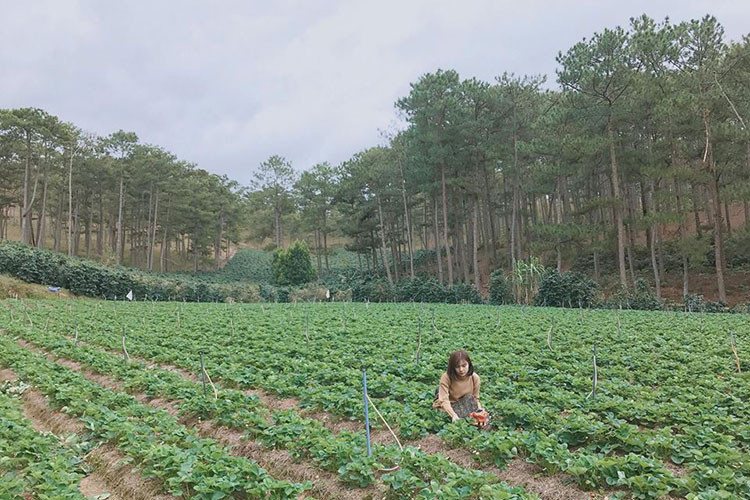 Tham quan và trở thành người nông dân thu hoạch dâu tây là một trải nghiệm lý thú mà nếu như du khách nào đến Đà Lạt mà không ghé thăm thì xem như đã bỏ mất điều thi vị tuyệt vời mà không có điểm đến nào có thể bù đắp lại.
